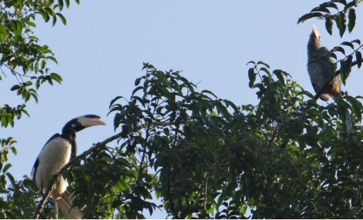 Malabar Pied and Malabar Gray Hornbills on the banks of Kali Photo: Author