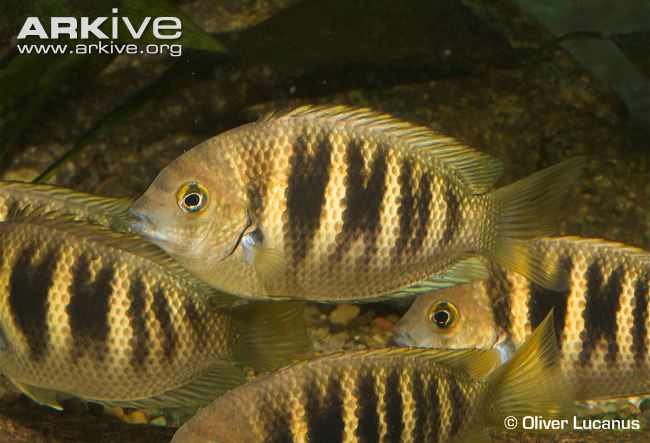 Canara Pearlspot, an endangered fish of many such species found in Netravathi Photo: Arkive.org