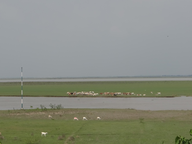 Cattle grazing just upstream of the Barrage, indicating the enormous sediment deposition