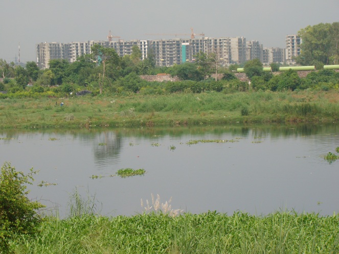 Listless and dying river in Delhi Photo: Yamuna Jiye Abhiyan