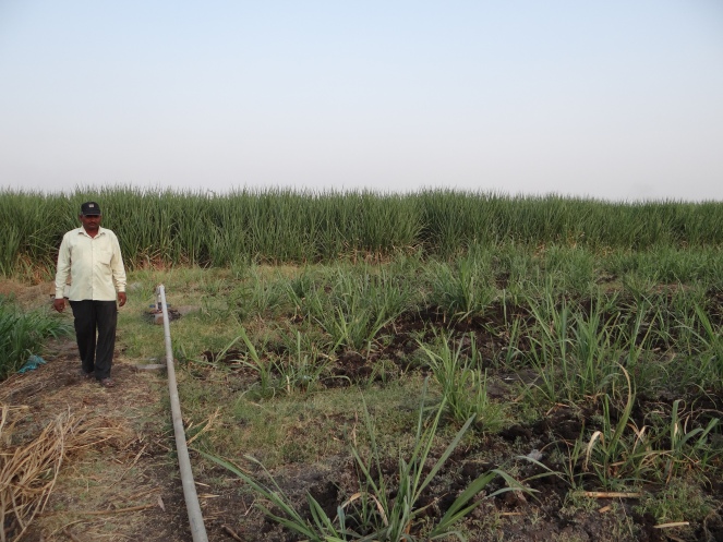 Borewells irrigating sugar in Solapur Photo: Parineeta Dandekar