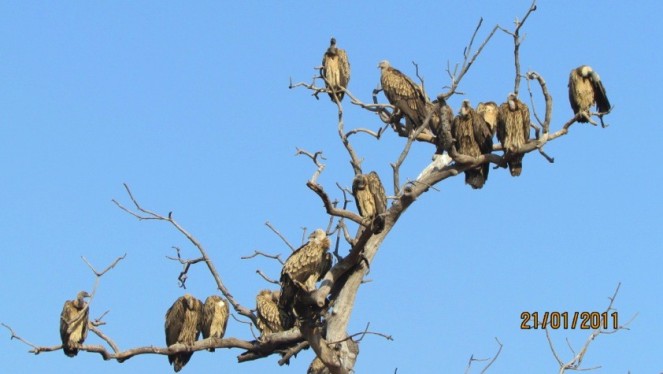 Vultures perched on a leafless tree in Panna Tiger Reserve (Photo RS Murthy)