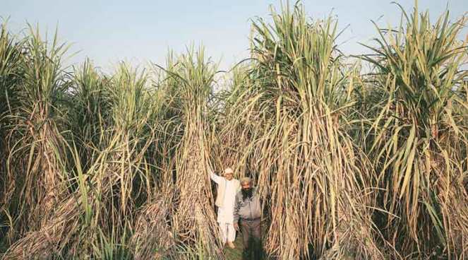 farmers-with-20-ft-high-sugarcane-stalks-of-co-0238-variety-in-a-field