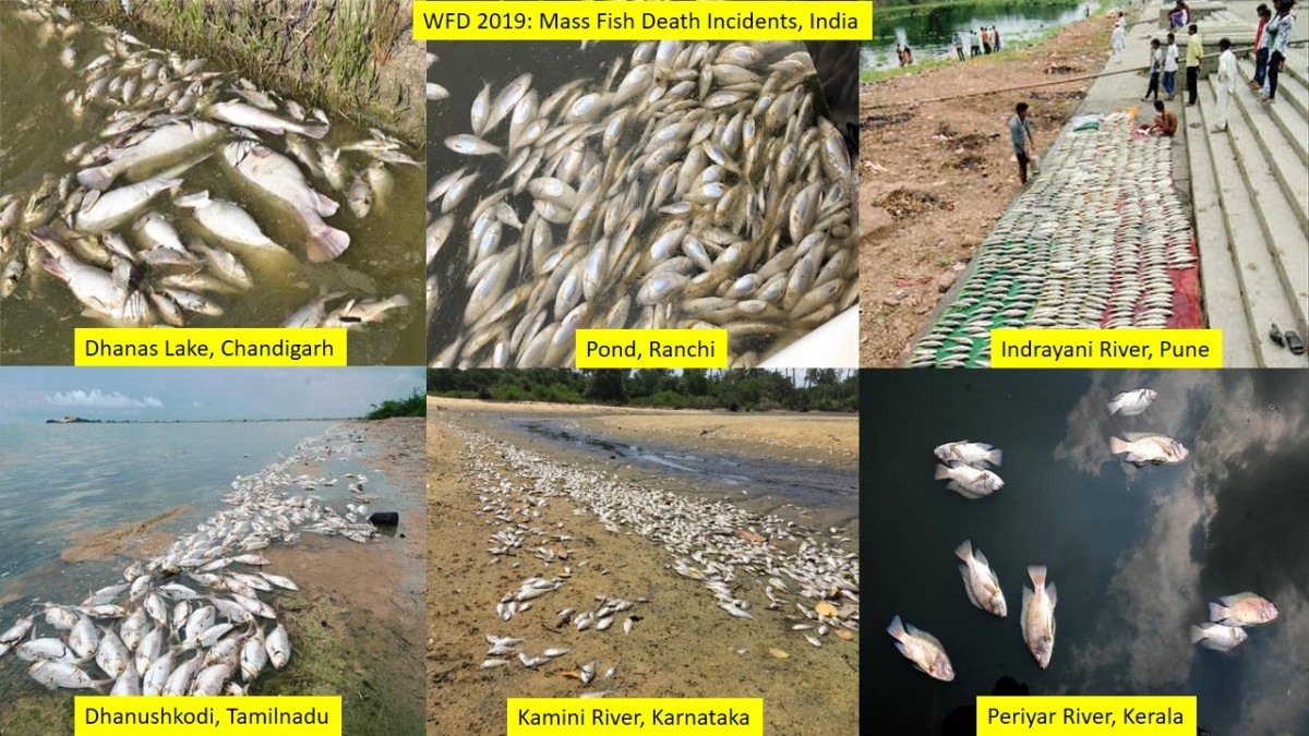 WFD 2019: Mass Fish Kill Incidents Due to Pollution, Dry Rivers In India –  SANDRP